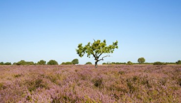 Nordby Hede_Fotograf_Jeanette_Philipsen_Pressefoto_VisitSamsø_10