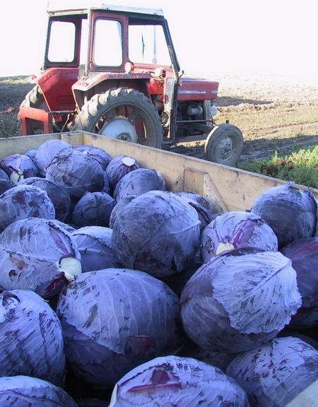 1-Rødkål og traktor - 10