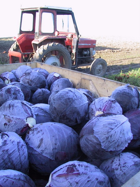 1-Rødkål og traktor - 10