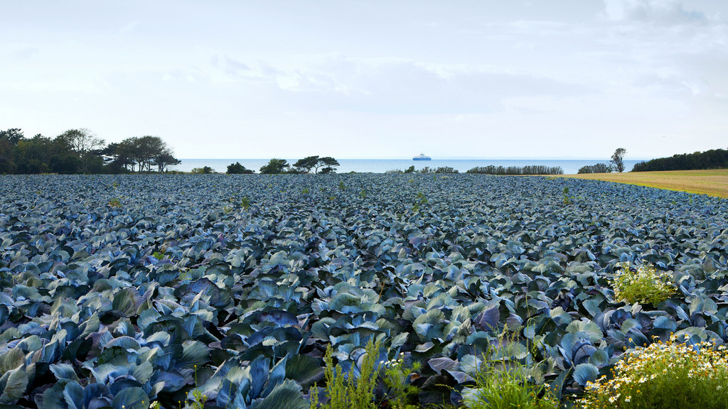 Råvarer_Fotograf_Jeanette_Philipsen_Pressefoto_VisitSamsø_12