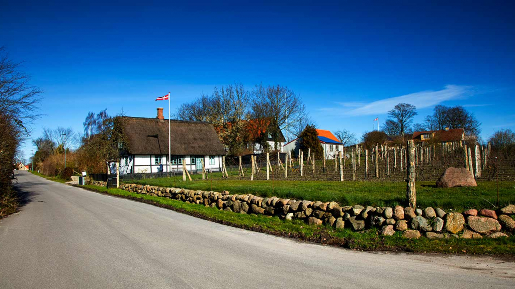 Ørby Samsø vingård vinstokke