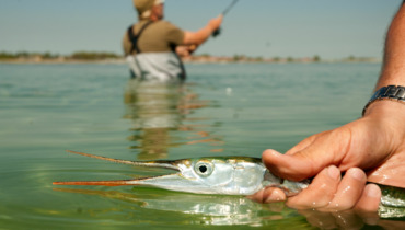 hornfisk
