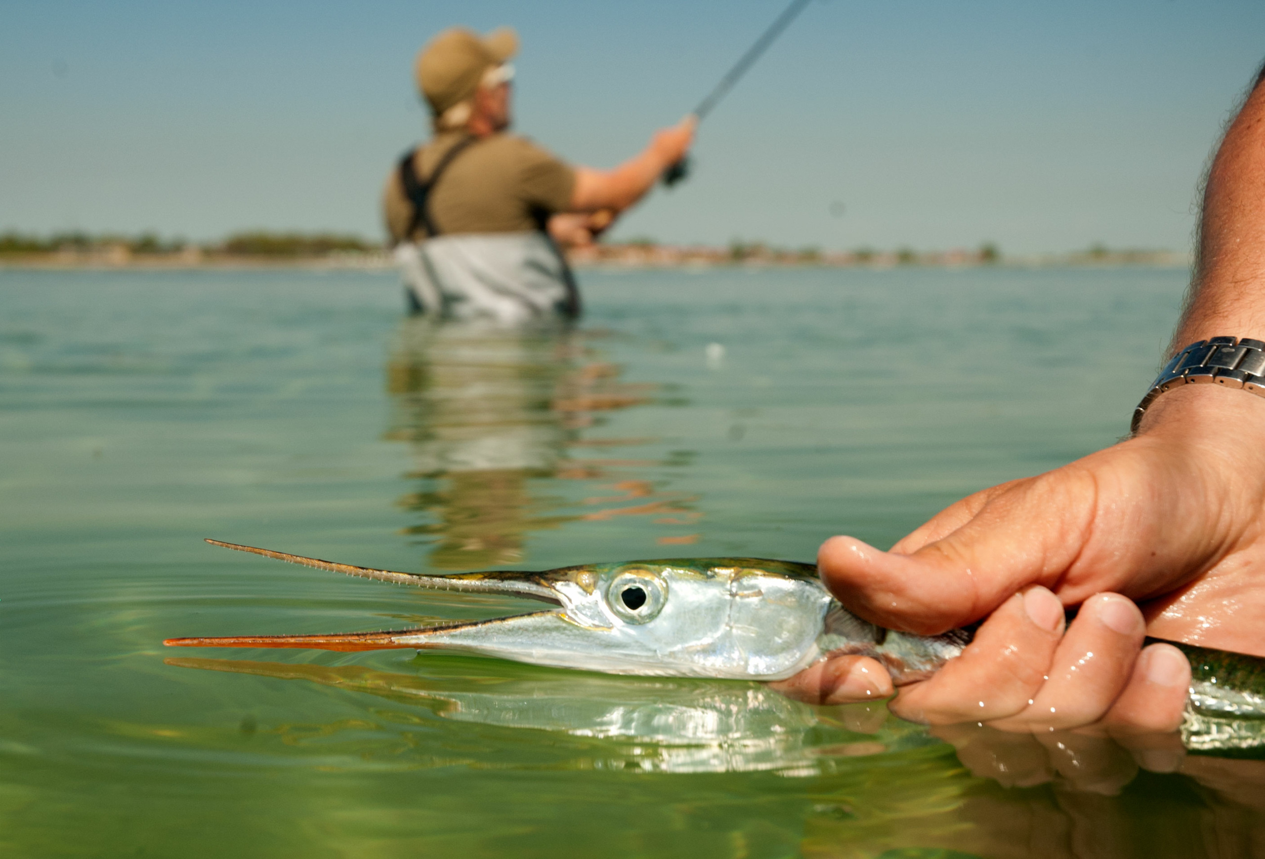 hornfisk