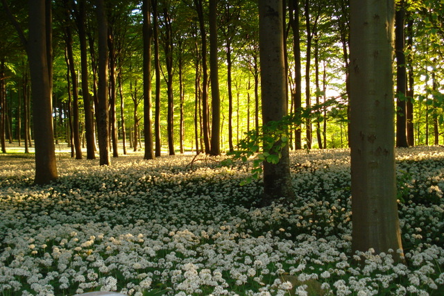 Forår i Brattingsborgskoven