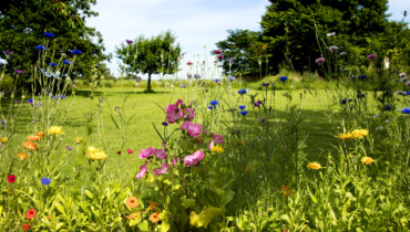 Billede af have med blomster