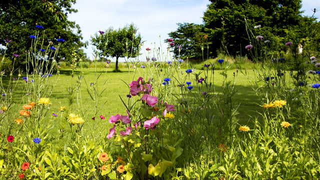 Billede af have med blomster