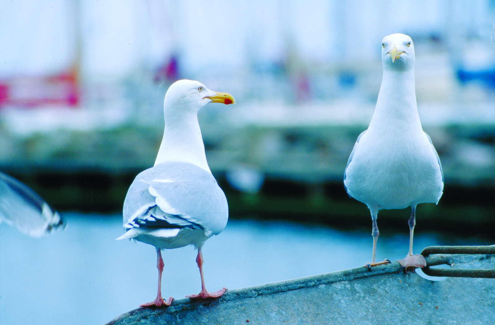 Samsø's five seagull species | VisitSamsoe.dk