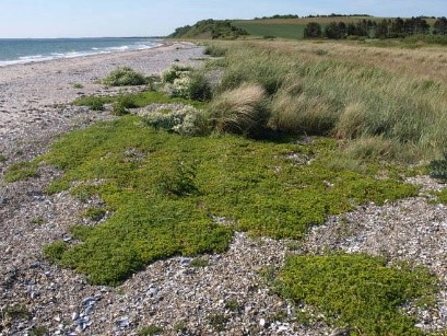 strandplanter3