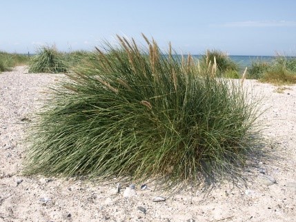 strandplanter4