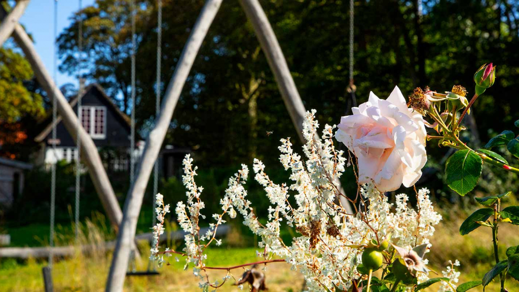 Toftebjerg Samsø have gyngestativ new dawn rose