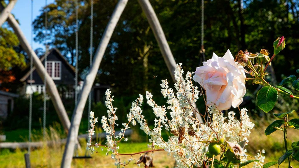 Toftebjerg-Samsø-have-gyngestativ-new-dawn-rose