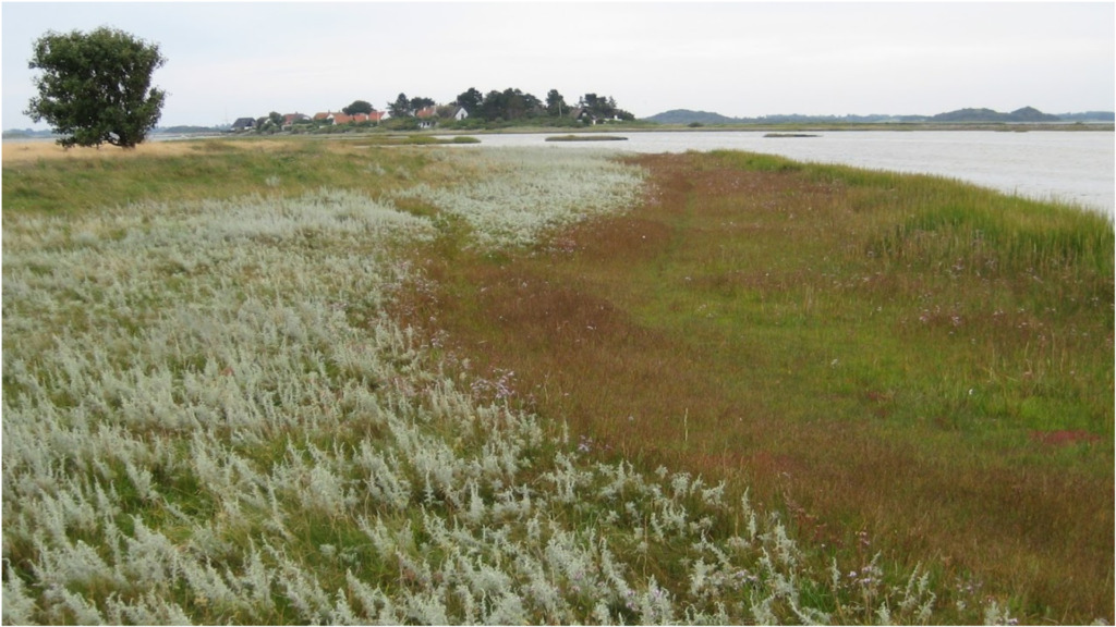 Strandeng ved Lillehavet