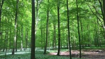 Brattingsborg skoven i maj