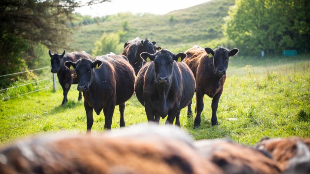 Kød fra naturen_110 birme