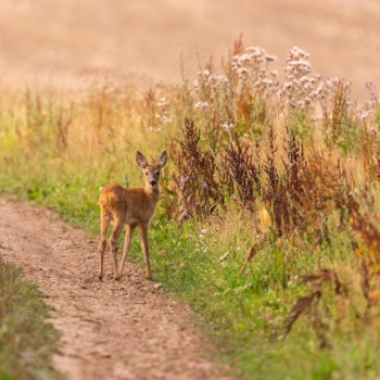 deer