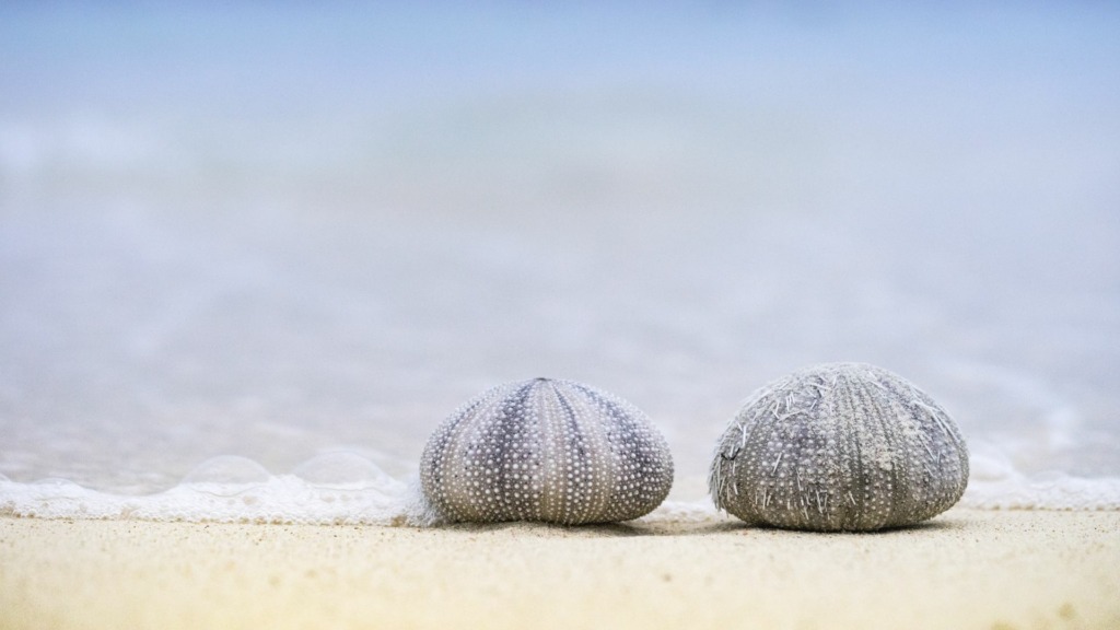 closeup-shot-two-sea-urchins-beach-sunny-day