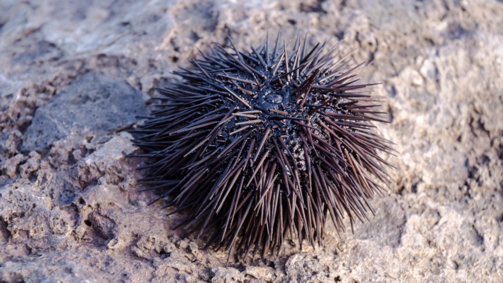 sea-urchin