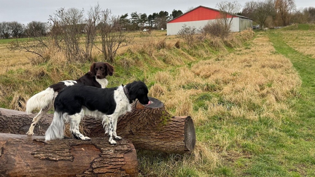 billede hundepark 2025 til miniguide